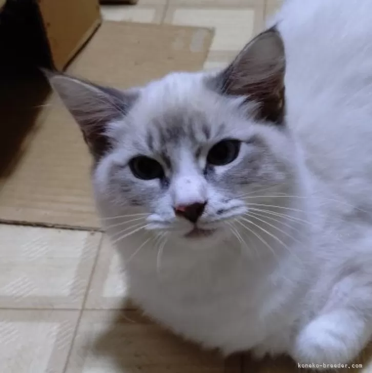ID:2408-01120の子猫