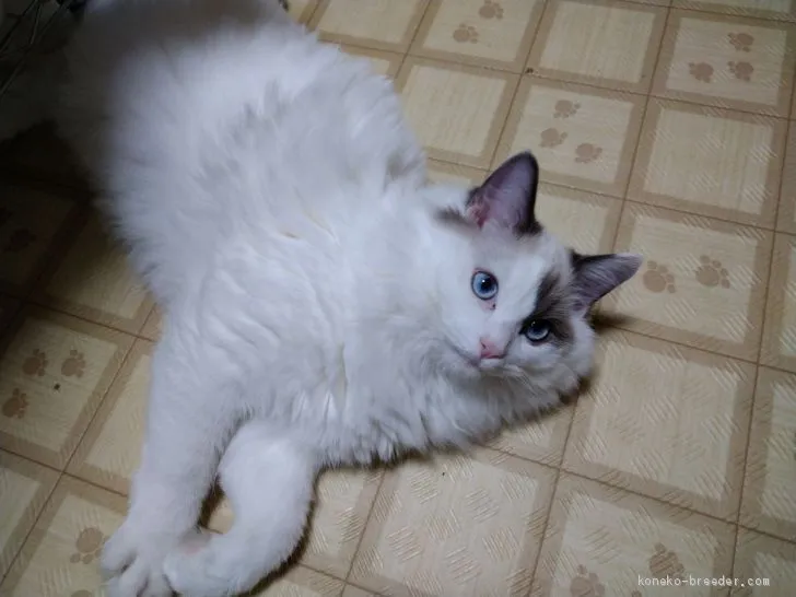 ID：1908-01592の子猫