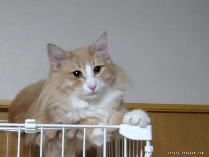 ID:2107-00489の子猫