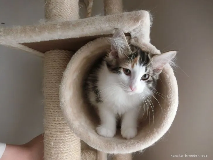 ID:1806-00289の子猫