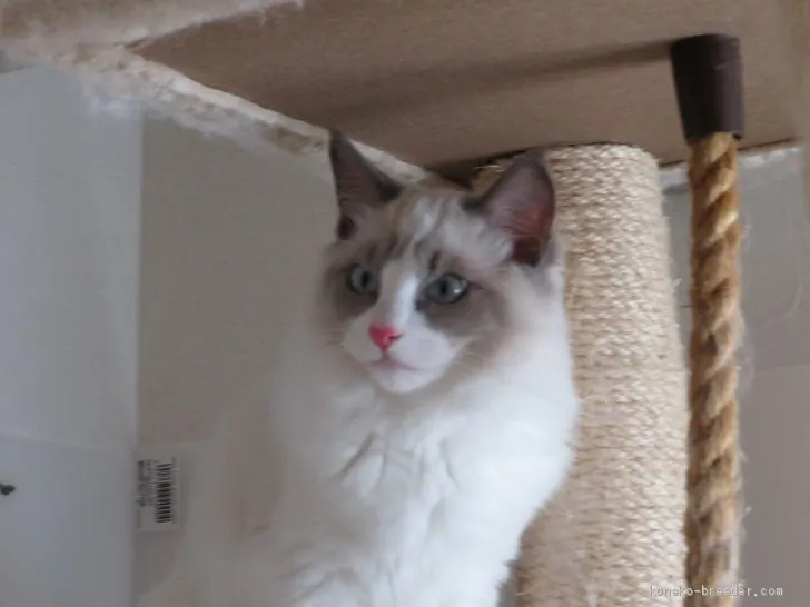 ID：1908-01591の子猫