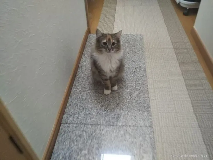 ID:1811-01157の子猫