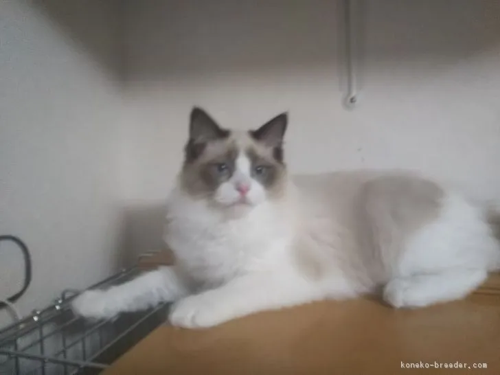 ID:1810-00861の子猫