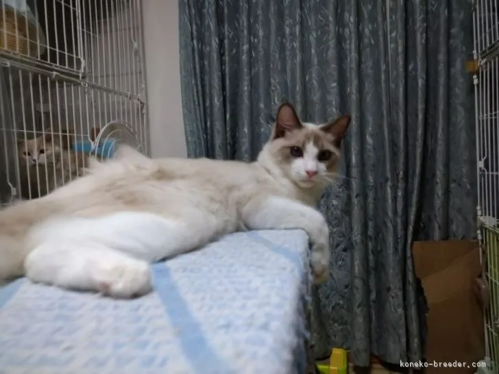 ID:2105-01125の子猫
