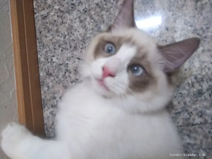 ID:1906-00818の子猫