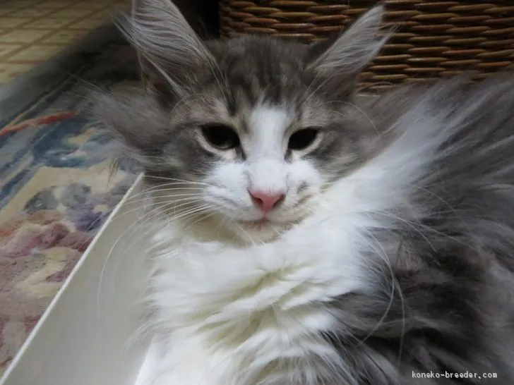 ID:1910-00921の子猫