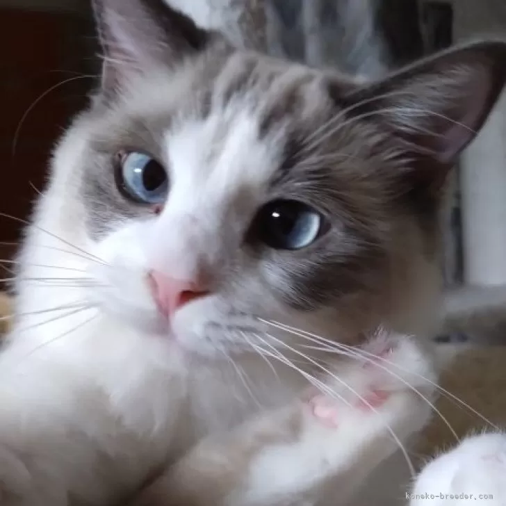 ナオ 様のお迎えした子猫