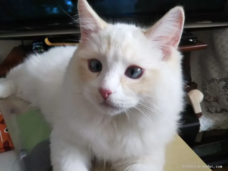 ID：1810-00783の子猫