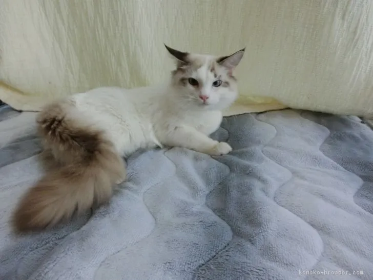 ID：1705-00375の子猫