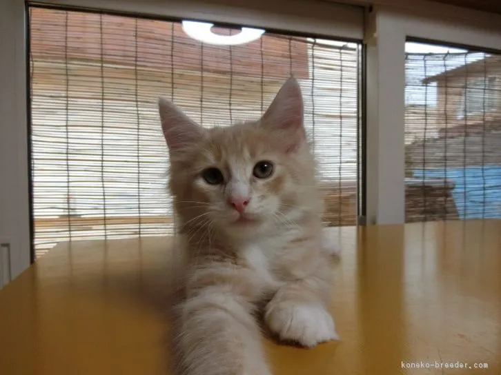 ID:1608-00455の子猫