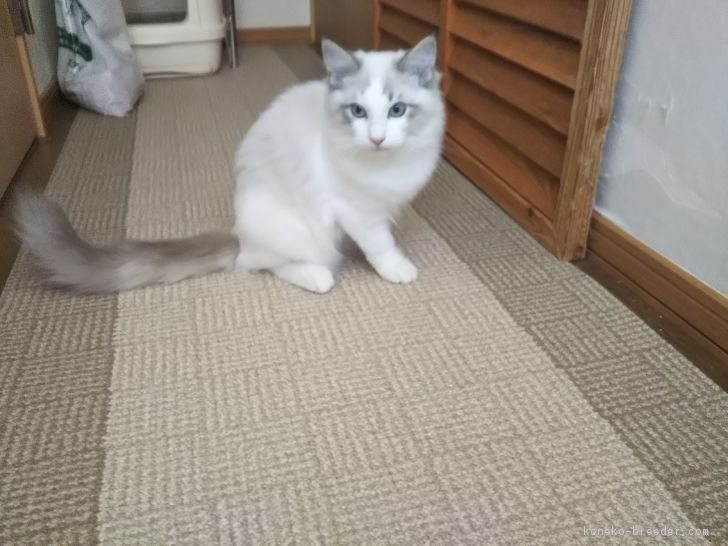 sakusaku 様のお迎えした子猫