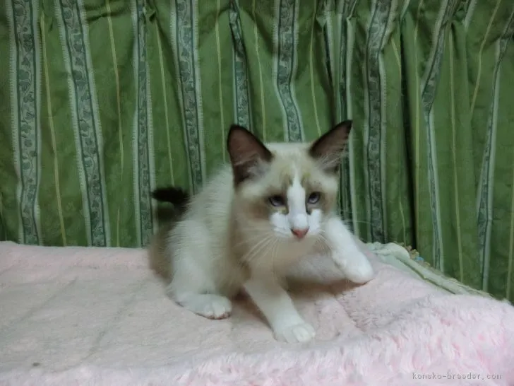 ID:1707-00046の子猫