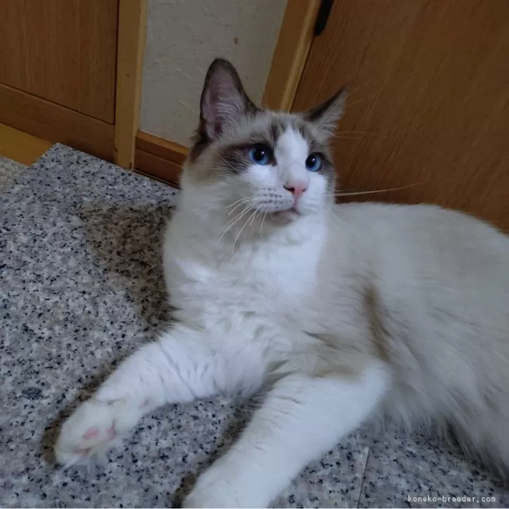 ID：2404-02848の子猫