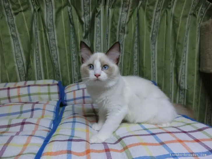 ID：1705-01312の子猫