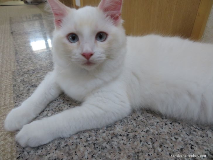 mimiri 様のお迎えした子猫