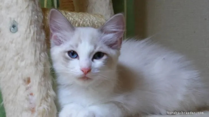 ID:1604-00711の子猫