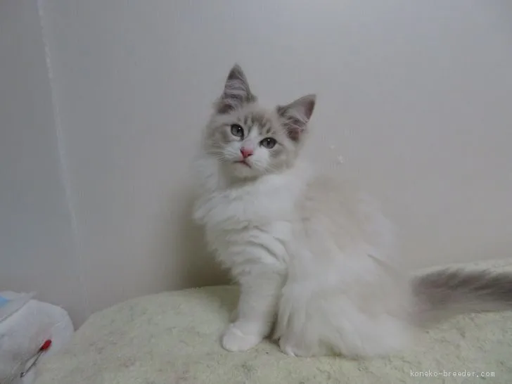 ID：1910-00927の子猫