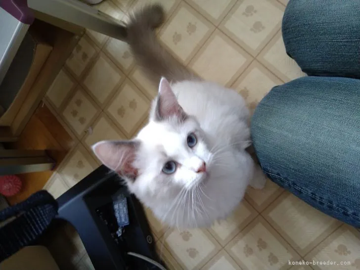 ID：2105-01464の子猫