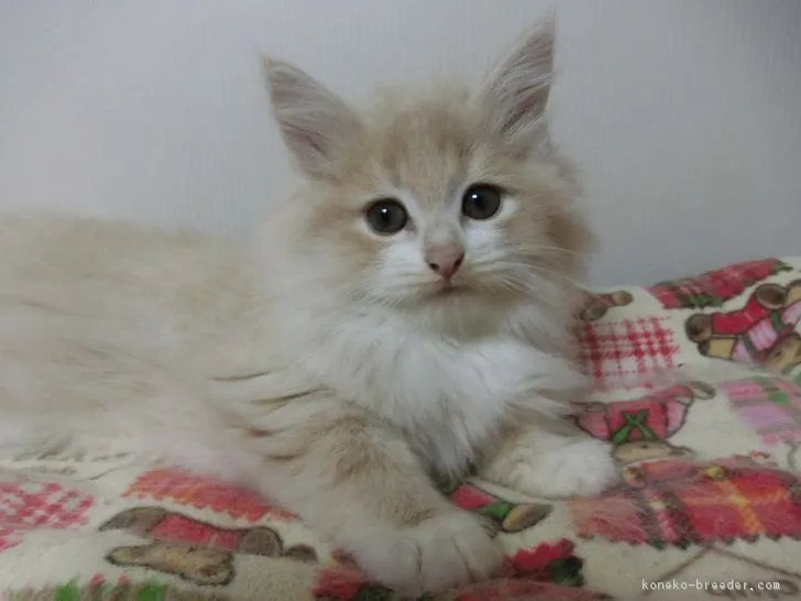 ID:1901-00294の子猫