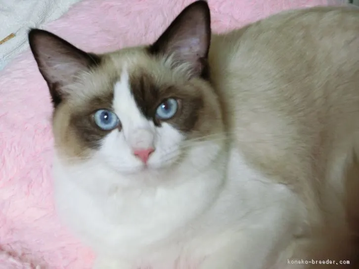 ID:1604-00433の子猫