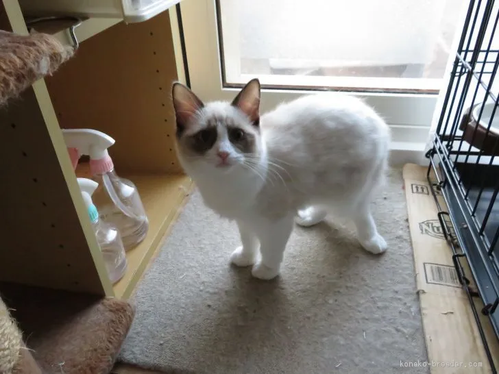 ID:2007-01204の子猫