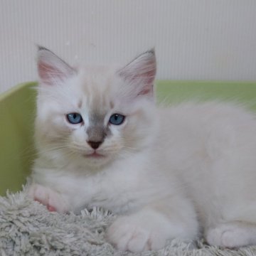ラグドール【北海道・男の子・2024年2月22日・シールミテット】の写真「猫の日生まれのラグドール男の子です。」