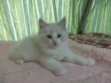 ラグドール【北海道・男の子・2017年12月2日・シールリンクスバイカラー】の写真1