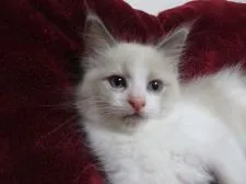 ラグドール【北海道・女の子・2020年3月3日・ブルーポイントバイカラー】の写真1
