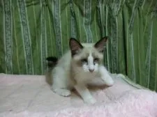 ラグドール【北海道・男の子・2017年4月7日・シールポイントバイカラー】の写真1