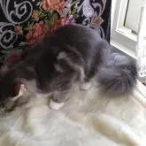 ノルウェージャンフォレストキャット【北海道・男の子・2023年3月31日・ブルータビー&ホワイト】の写真3「あくびです。」