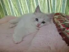 ラグドール【北海道・男の子・2017年12月2日・シールリンクスバイカラー】の写真3