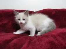 ラグドール【北海道・女の子・2020年3月3日・ブルーポイントバイカラー】の写真3