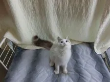 ラグドール【北海道・男の子・2017年5月7日・ブルーリンクスポイントバイカラー】の写真5