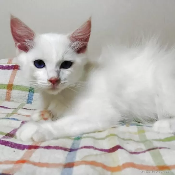 ID：2507-02186の子猫