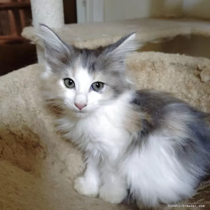 ノルウェージャンフォレストキャット【北海道・女の子・2025年7月30日・三毛】の写真1