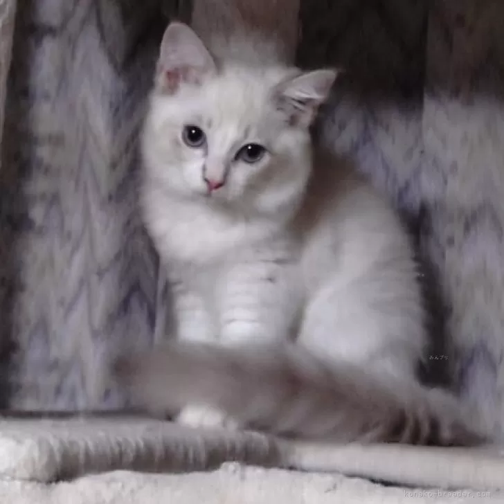 ゆり 様のお迎えした子猫