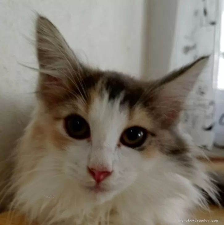 ノルウェージャンフォレストキャット【北海道・女の子・2025年7月30日・三毛】の写真1