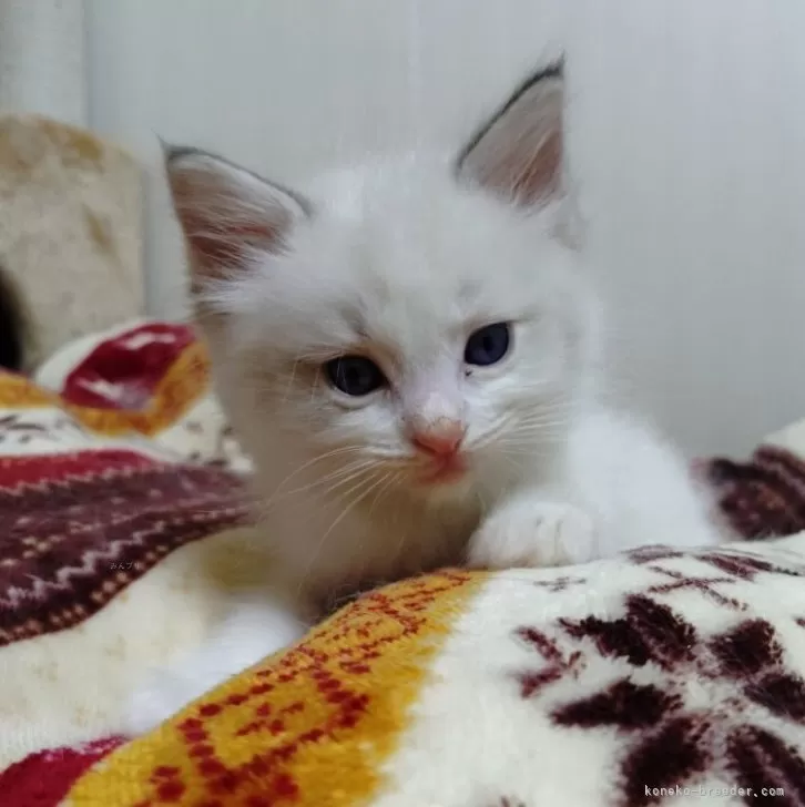 ラグドール【北海道・男の子・2025年9月25日・ブルーリンクスポイントバイカラー】の写真1