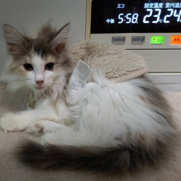 ノルウェージャンフォレストキャット【北海道・女の子・2025年7月30日・三毛】の写真「モフモフ可愛い女の子です。」