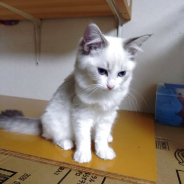 ラグドール【北海道・女の子・2025年6月10日・ブルーリンクスポイントバイカラー】の写真「可愛い女の子」