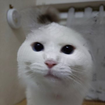 ラグドール【北海道・女の子・2025年4月7日・シールポイントバイカラー】の写真「避妊手術済みです、甘え上手ですよ。」