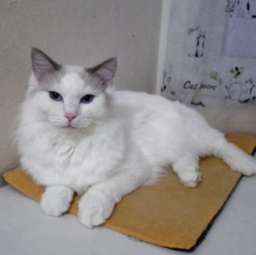 ラグドール【北海道・男の子・2025年4月7日・シールポイントバイカラー】の写真「去勢手術済みの男の子です。
抱き心地良いですよ。」