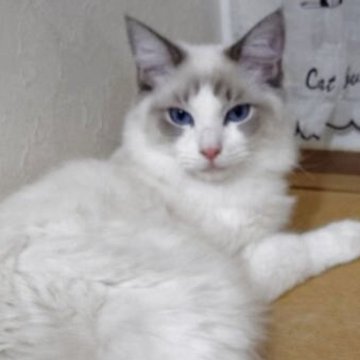 ラグドール【北海道・男の子・2025年6月10日・ブルーリンクスポイントバイカラー】の写真「綺麗な八割れ君です、しかもリンクスで可愛い♡です。」