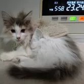 ノルウェージャンフォレストキャット