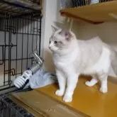 ラグドール【北海道・男の子・2024年5月28日・ブルーリンクスポイントバイカラー】の写真1