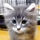 ノルウェージャンフォレストキャット