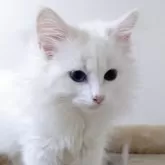 ノルウェージャンフォレストキャット
