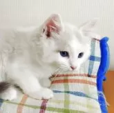 ラグドール