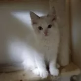 ラグドール【北海道・男の子・2025年9月25日・ブルーリンクスポイントバイカラー】の写真2