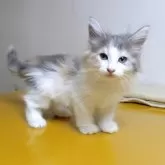 ノルウェージャンフォレストキャット【北海道・女の子・2025年7月30日・三毛】の写真3